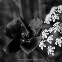 _MG_3284_Black_Poppy