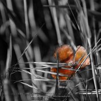 _MG_3286_Hidden_poppy